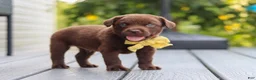Labrador Retriever dogs for sale: Indigo - Ad 7