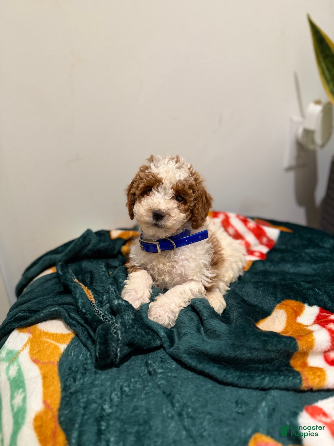 Toy Poodle dogs for sale: Blueberry  - Ad 5