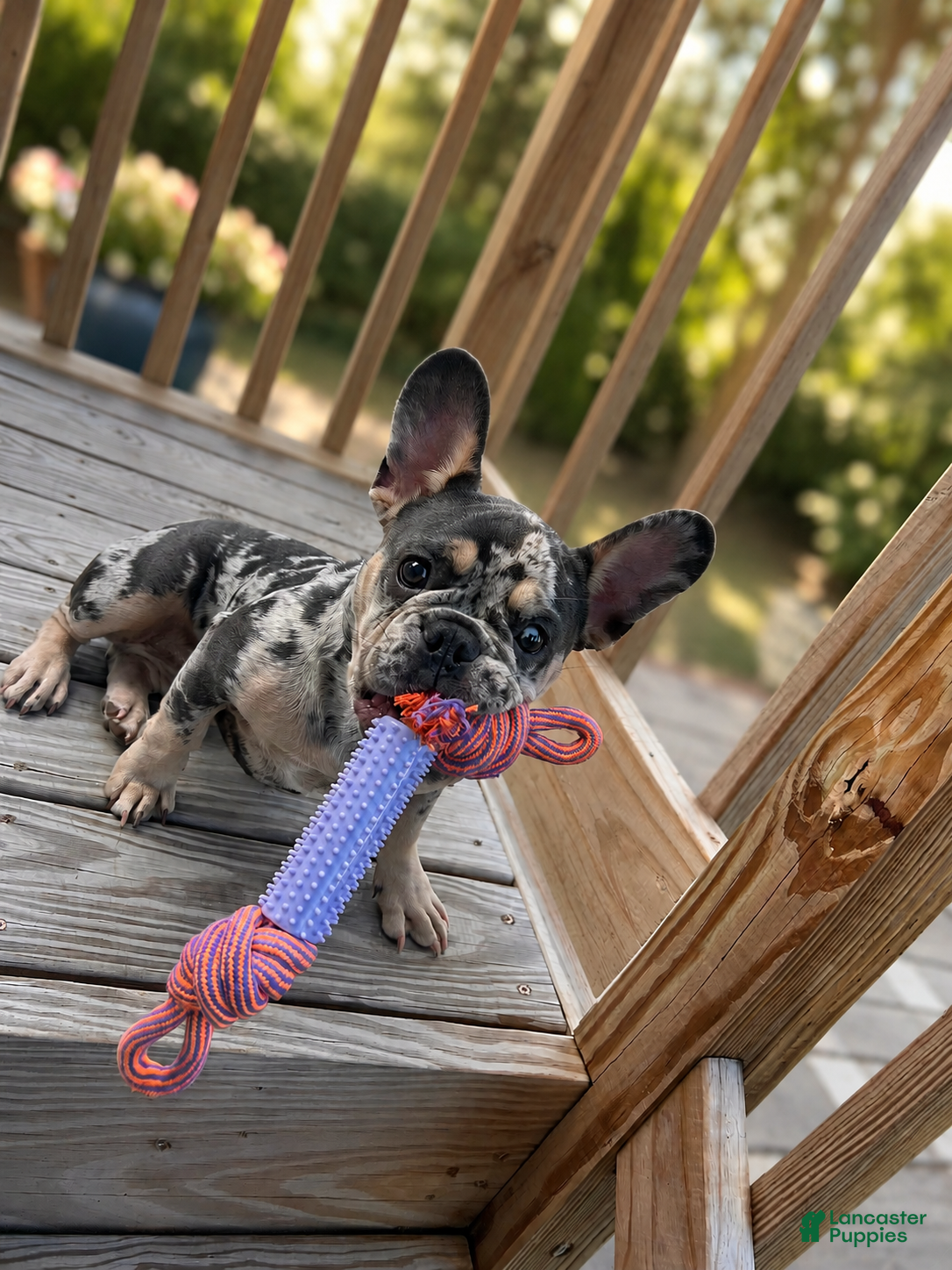 French Bulldog dogs French Bulldog  - Ad 1