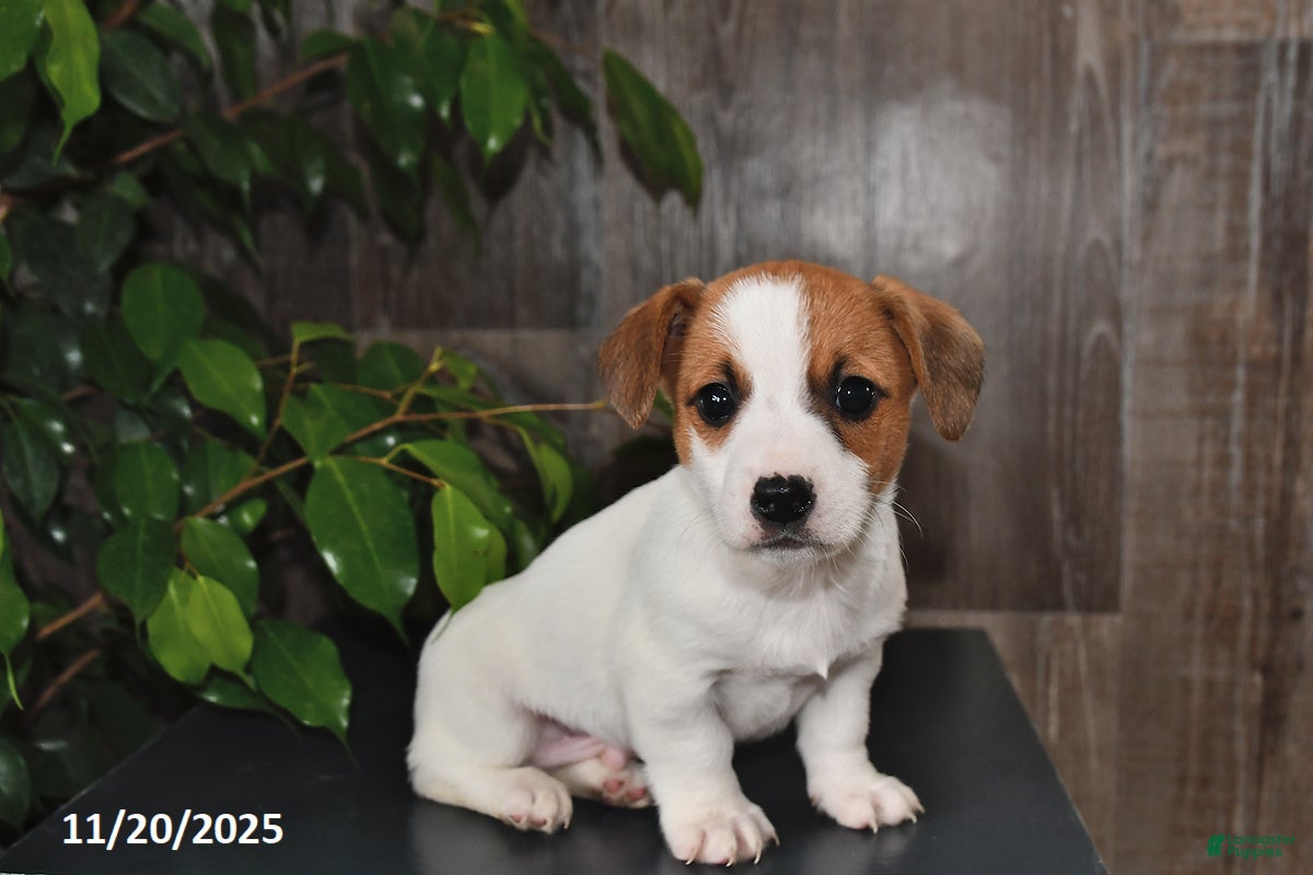 Jack Russell Terrier dogs Lenny - Ad 41