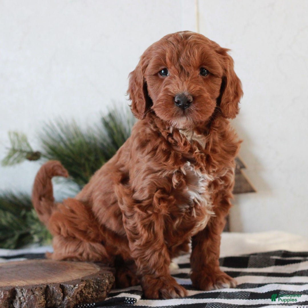 Mini Goldendoodle dogs for sale: Gracie  - Ad 3