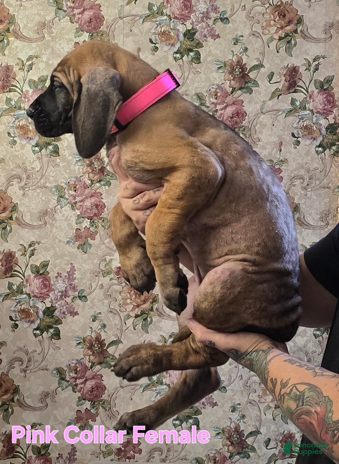 Great Dane dogs for sale: Pink Collar Female - Ad 5