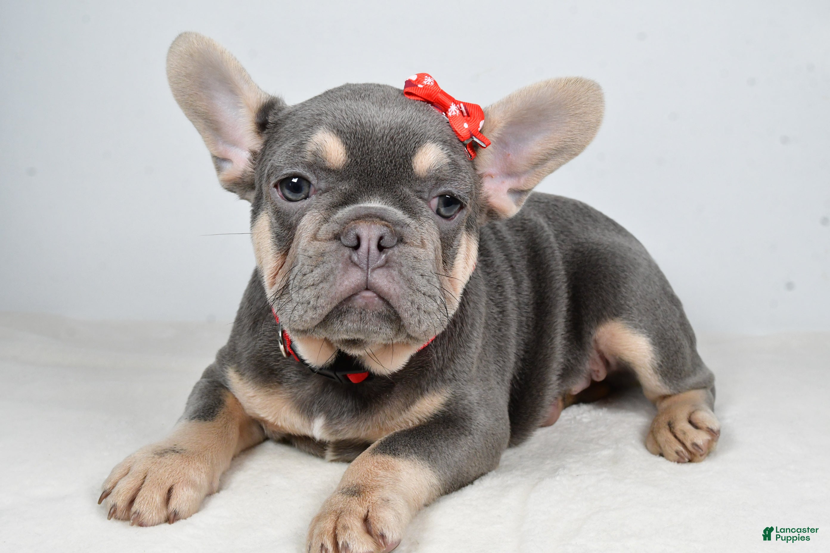 French Bulldog dogs Chester  - Ad 36