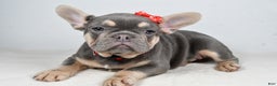 French Bulldog dogs for sale: Chester  - Ad 1