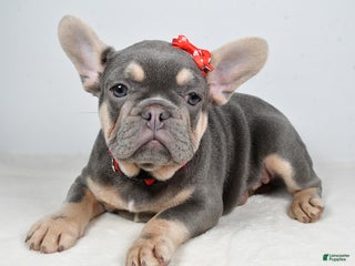 French Bulldog dogs Chester - Ad 28