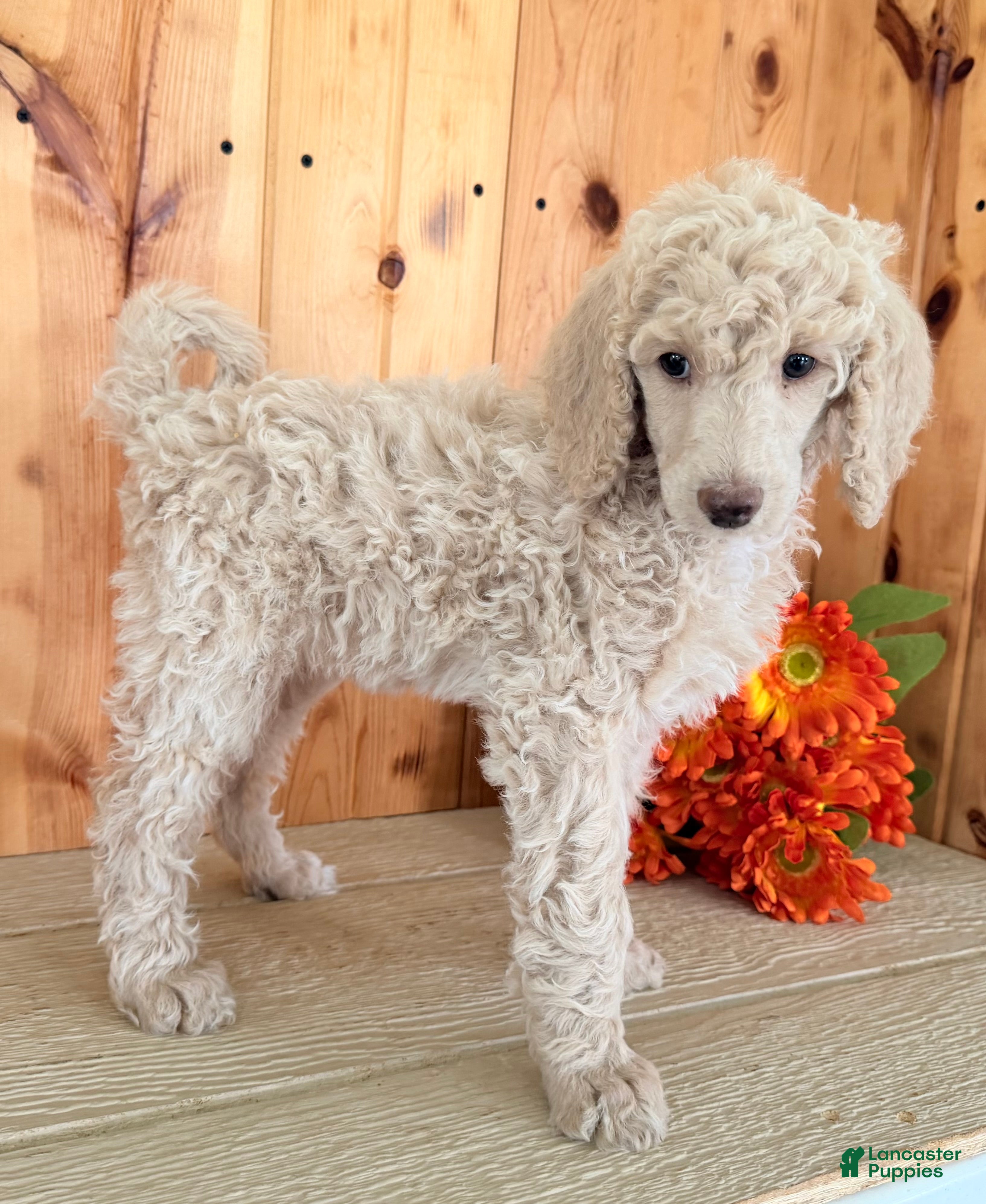 Standard Poodle dogs Candi - Ad 1
