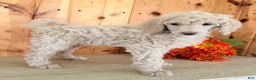 Standard Poodle dogs for sale: Candi - Ad 1