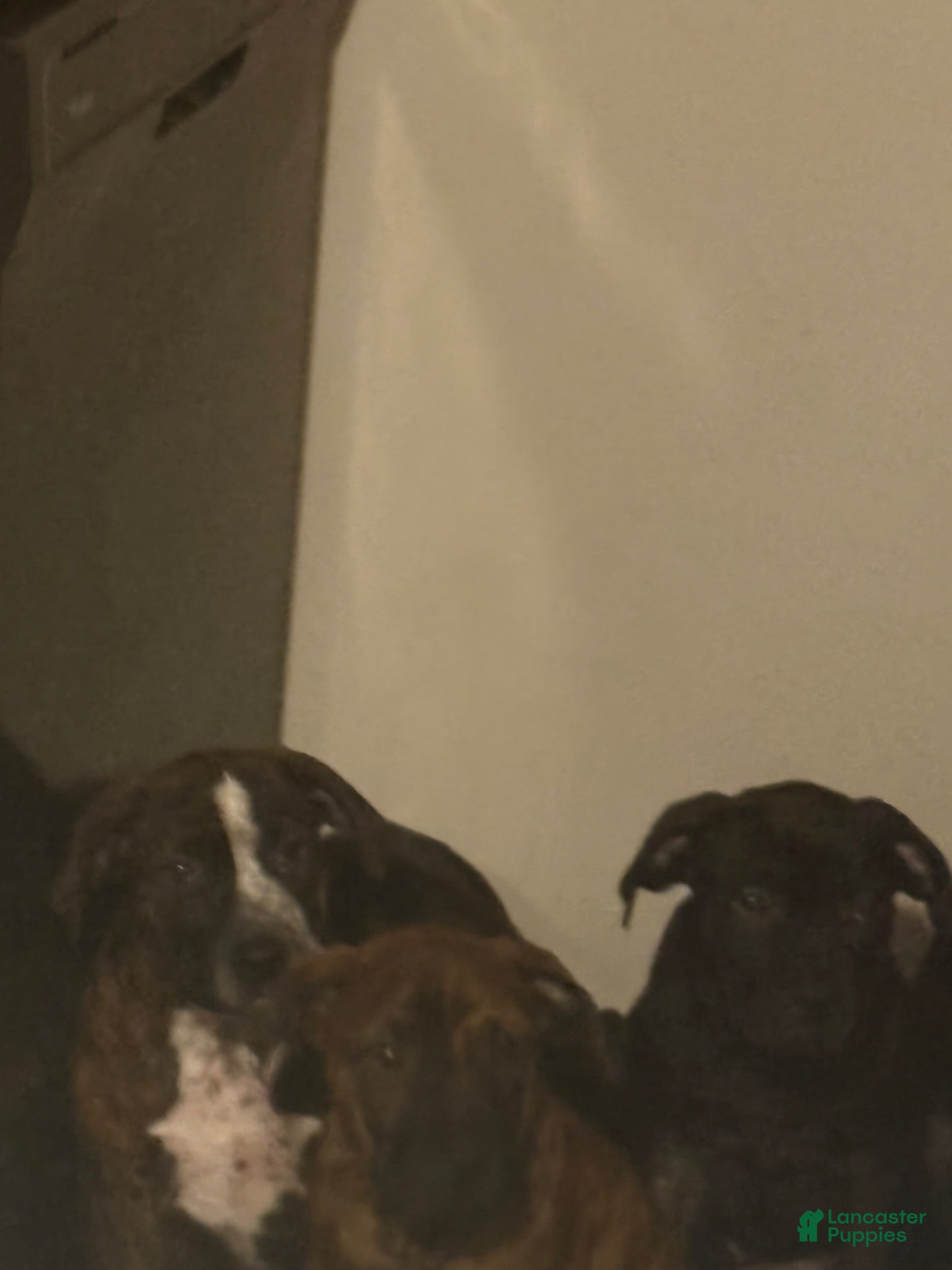 American Pit Bull Terrier dogs American Pit Bull Terrier 1 - Ad 30