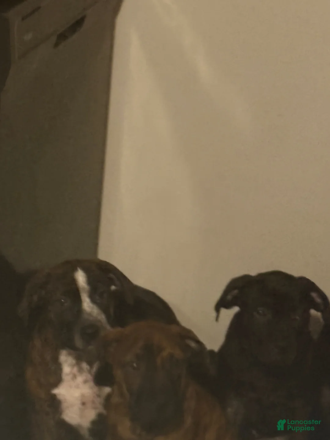 American Pit Bull Terrier dogs for sale: American Pit Bull Terrier 1 - Ad 1