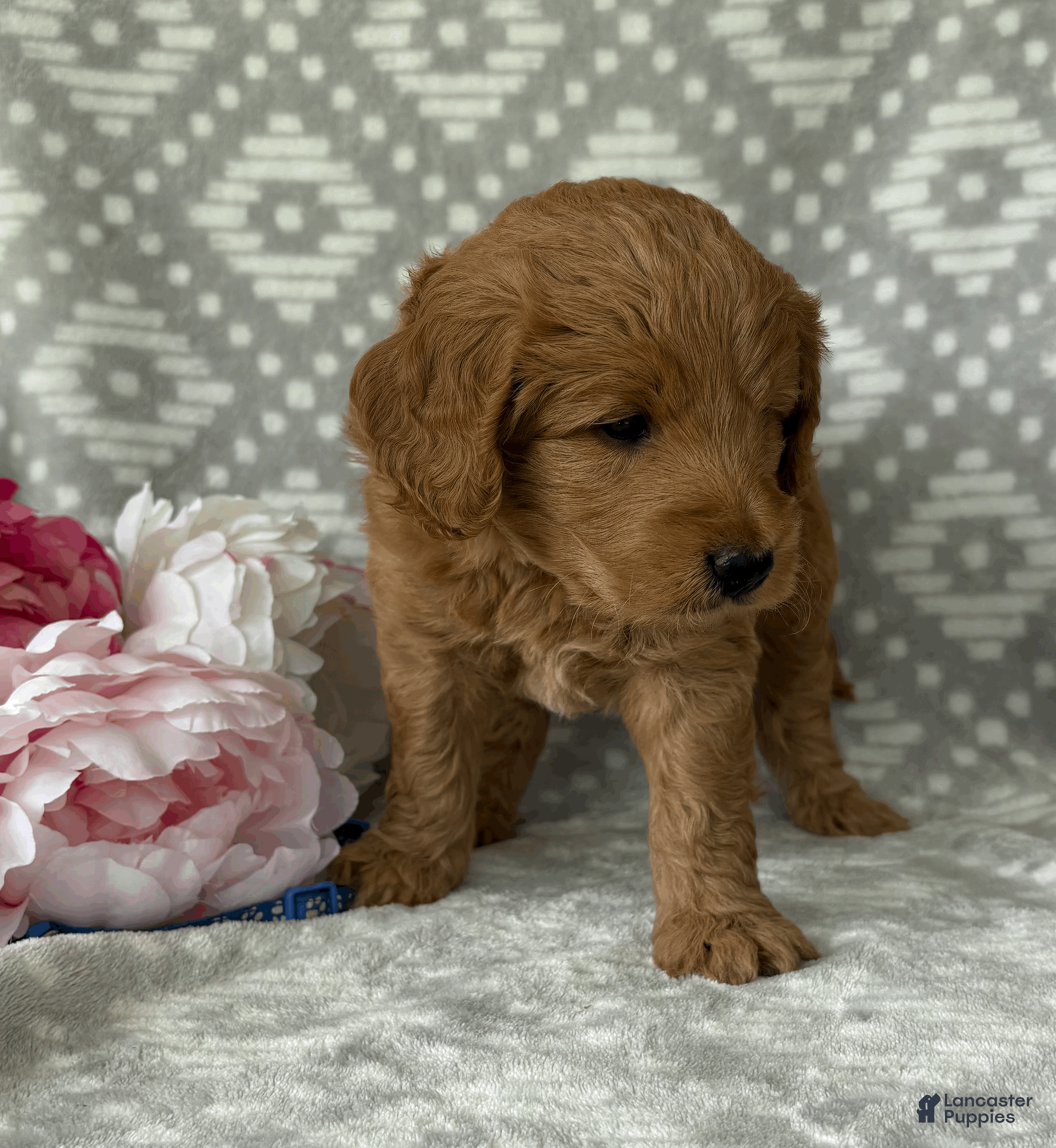 Goldendoodle dogs Oakley - Ad 1