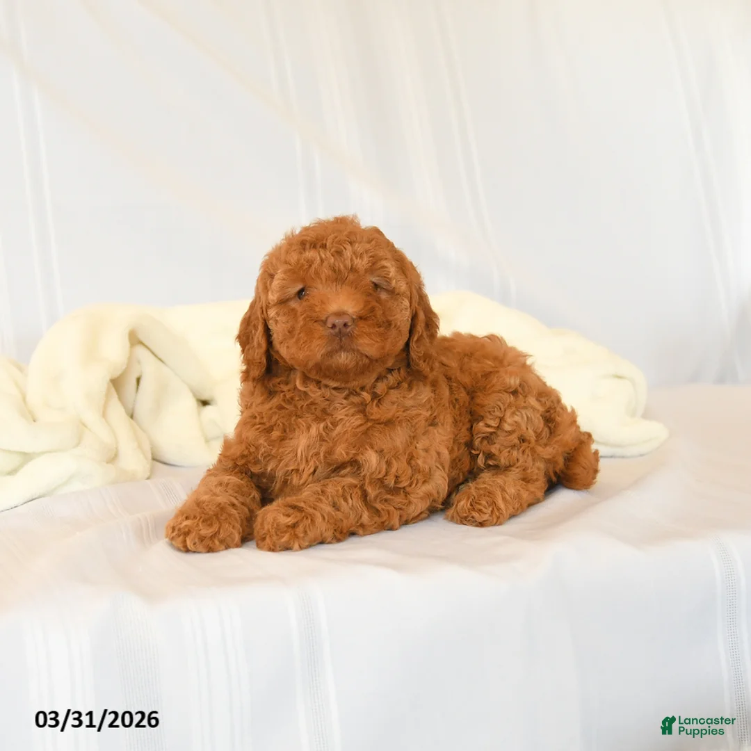 Miniature Poodle dogs for sale: Faith - Ad 3