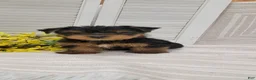 Yorkshire Terrier dogs for sale: Buster - Ad 5