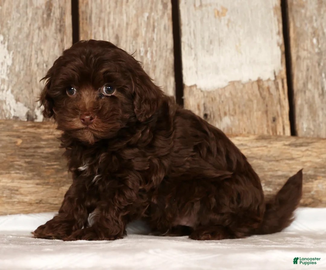 Havapoo dogs for sale: Dakota - Ad 4