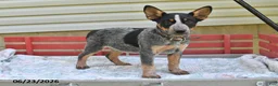 Australian Cattle Dog dogs for sale: Leo - Ad 2