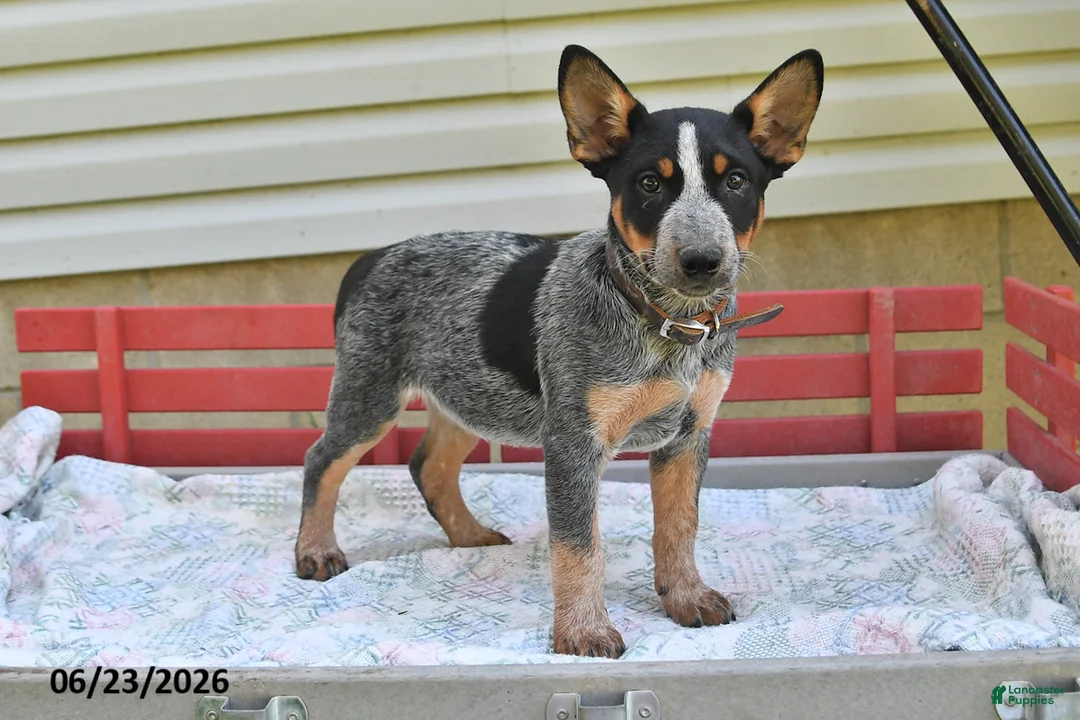 Australian Cattle Dog dogs for sale: Leo - Ad 2