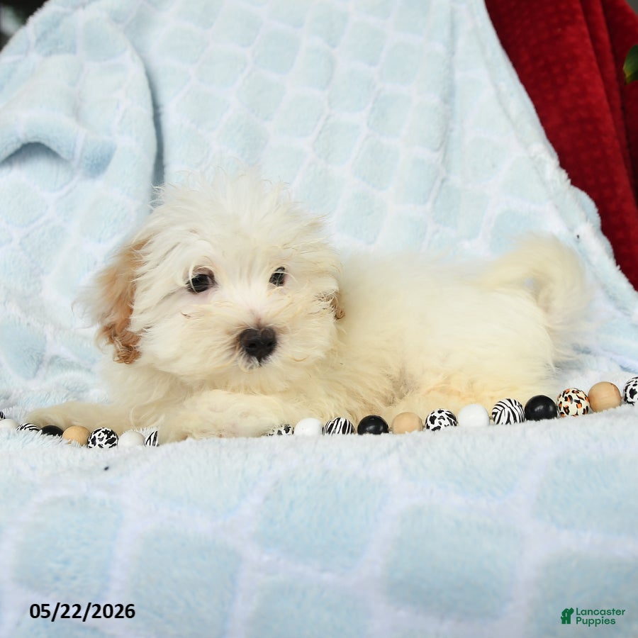 Maltipoo dogs Alvin - Ad 2