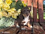 Miniature Dachshund dogs Bessie - Ad 18