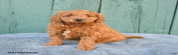 Mini Goldendoodle dogs for sale: Rosie - Ad 2