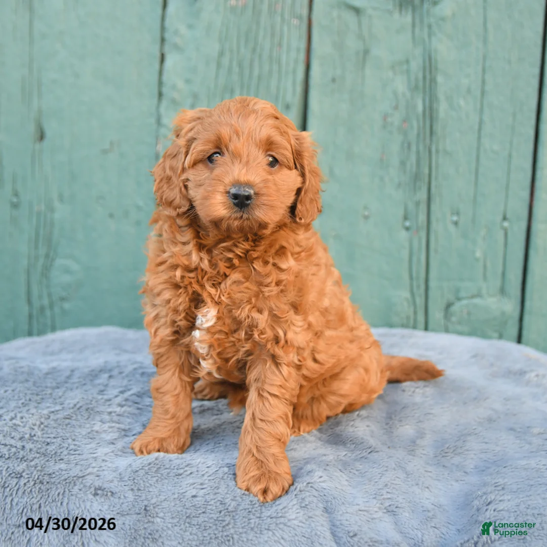 Mini Goldendoodle dogs for sale: Rosie - Ad 2