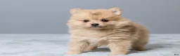 Pomeranian dogs for sale: Theresa - Ad 5
