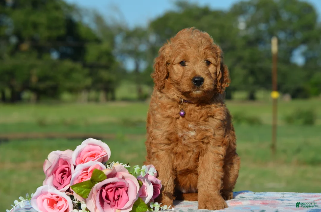 Mini Goldendoodle dogs for sale: Wendy - Ad 4