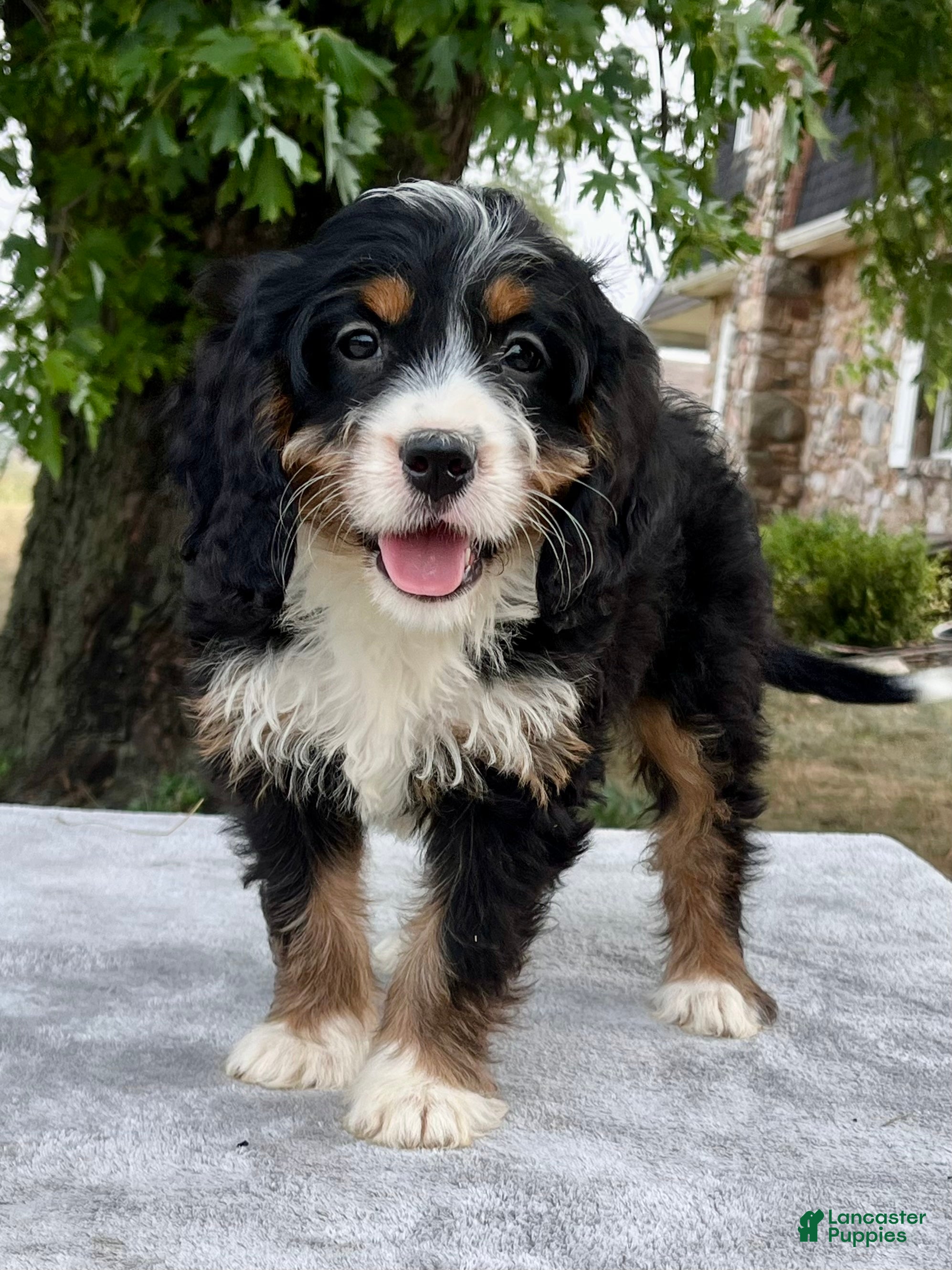 Bernedoodle dogs Annabell - Ad 2