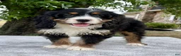 Bernedoodle dogs for sale: Annabell - Ad 2