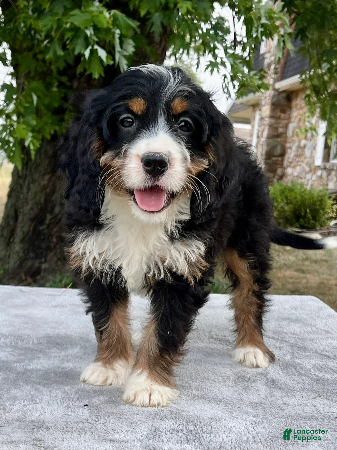 Bernedoodle dogs for sale: Annabell - Ad 2