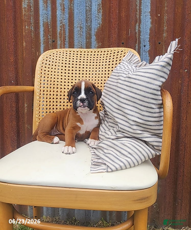 Boxer dogs Callie - Ad 2