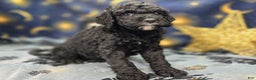 Cockapoo dogs for sale: Crescent - Ad 7