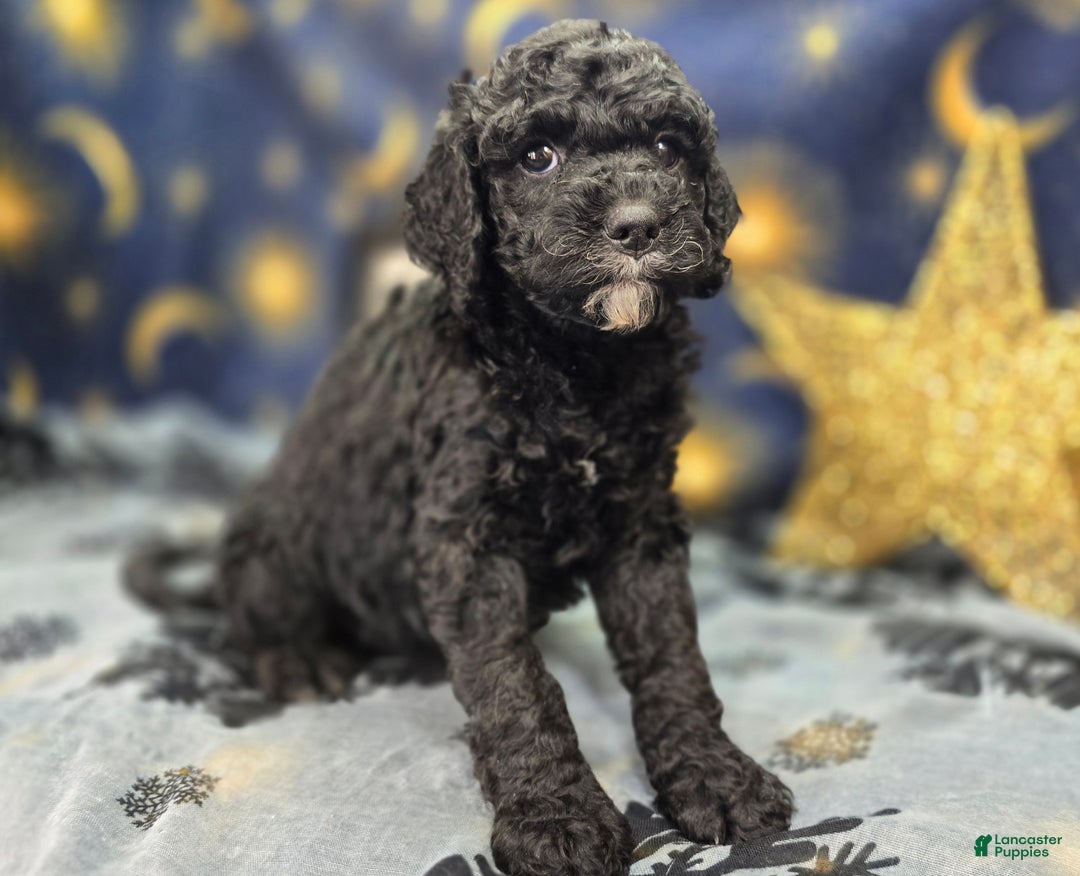 Cockapoo dogs for sale: Crescent - Ad 7