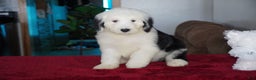 Sheepadoodle dogs for sale: Snoopy - Ad 5