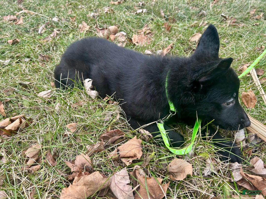 German Shepherd dogs for sale: German Shepherd Lime Green - Ad 4