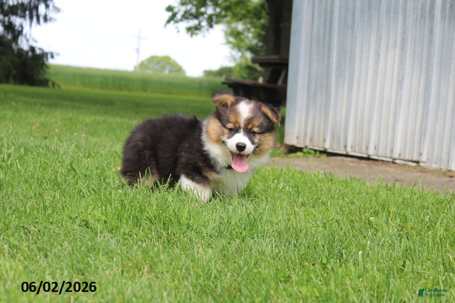 Welsh Corgi Pembroke dogs for sale: Dale  - Ad 2