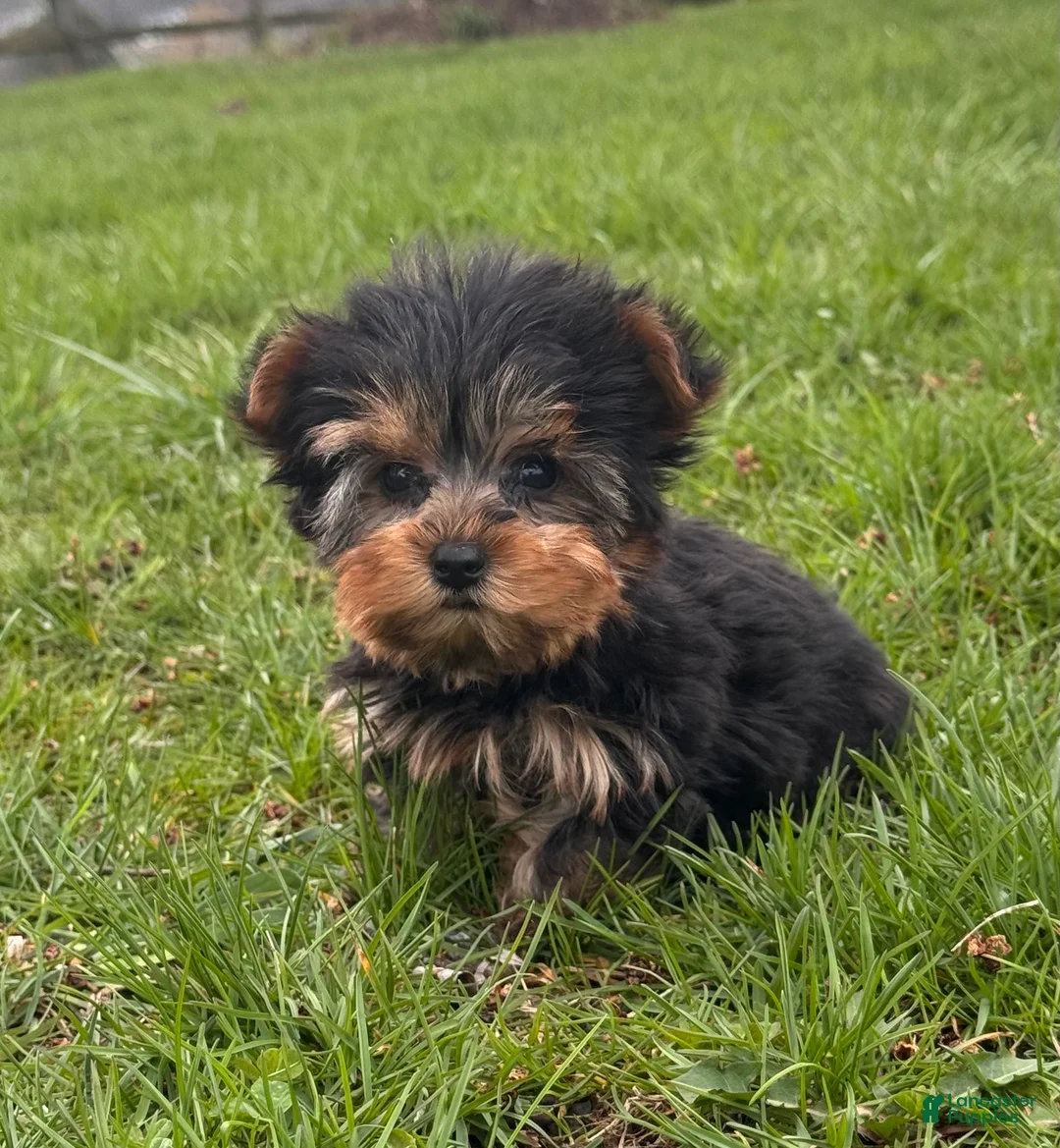 Yorkshire Terrier dogs for sale: Yeti - Ad 5