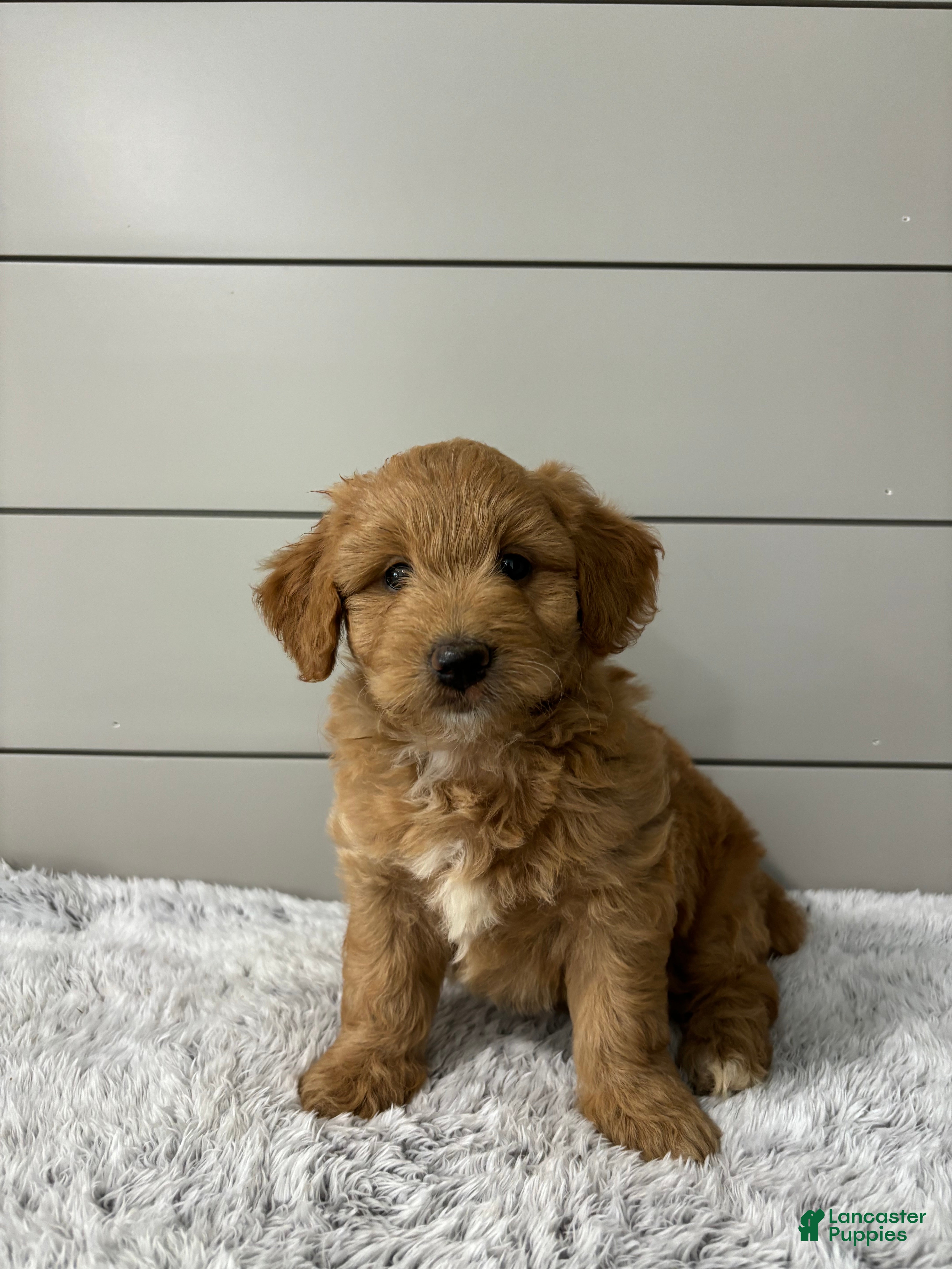 Mini Goldendoodle dogs Bella - Ad 2