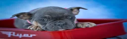 Frenchton dogs for sale: Paris 🎀 - Ad 11