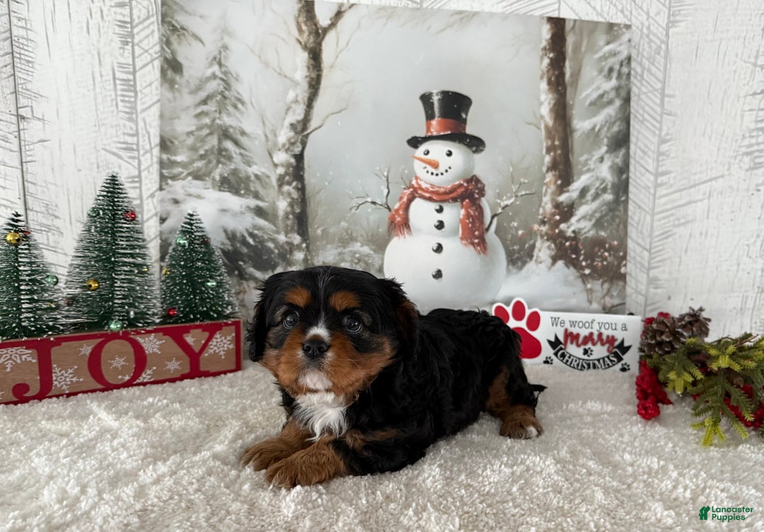 Cavalier King Charles Spaniel dogs for sale: Rudolph - Ad 1