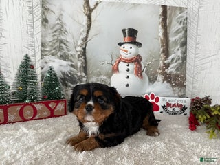 Cavalier King Charles Spaniel dogs Rudolph - Ad 26