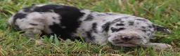 Great Dane dogs for sale: Samson - Ad 5