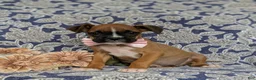 Boxer dogs for sale: Taite - Ad 5