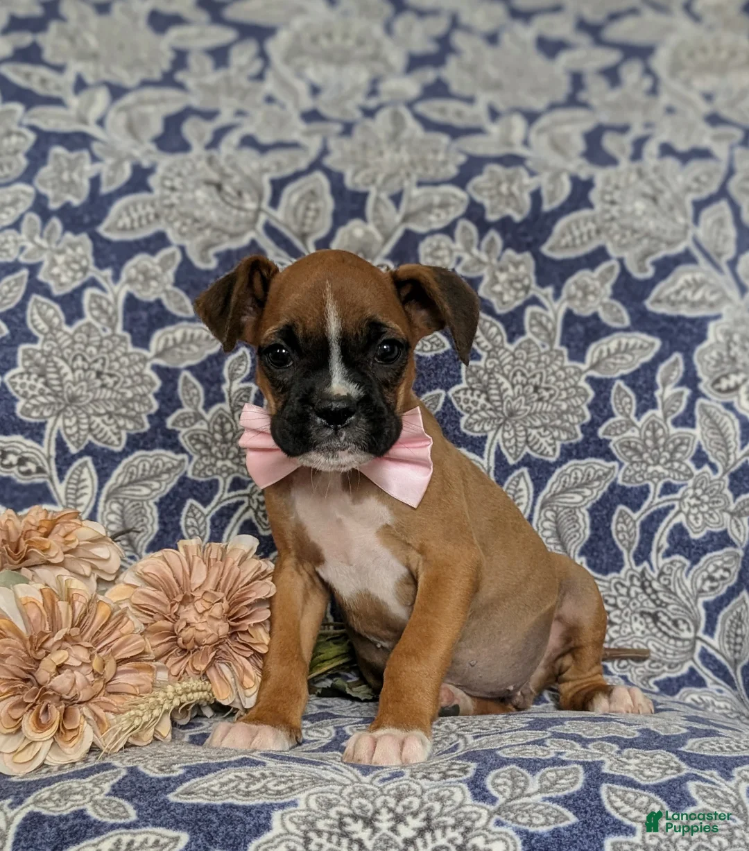 Boxer dogs for sale: Taite - Ad 5