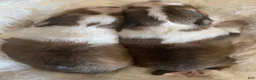 Shetland Sheepdog dogs for sale: Shetland Sheepdog Puppy 1 - Ad 9