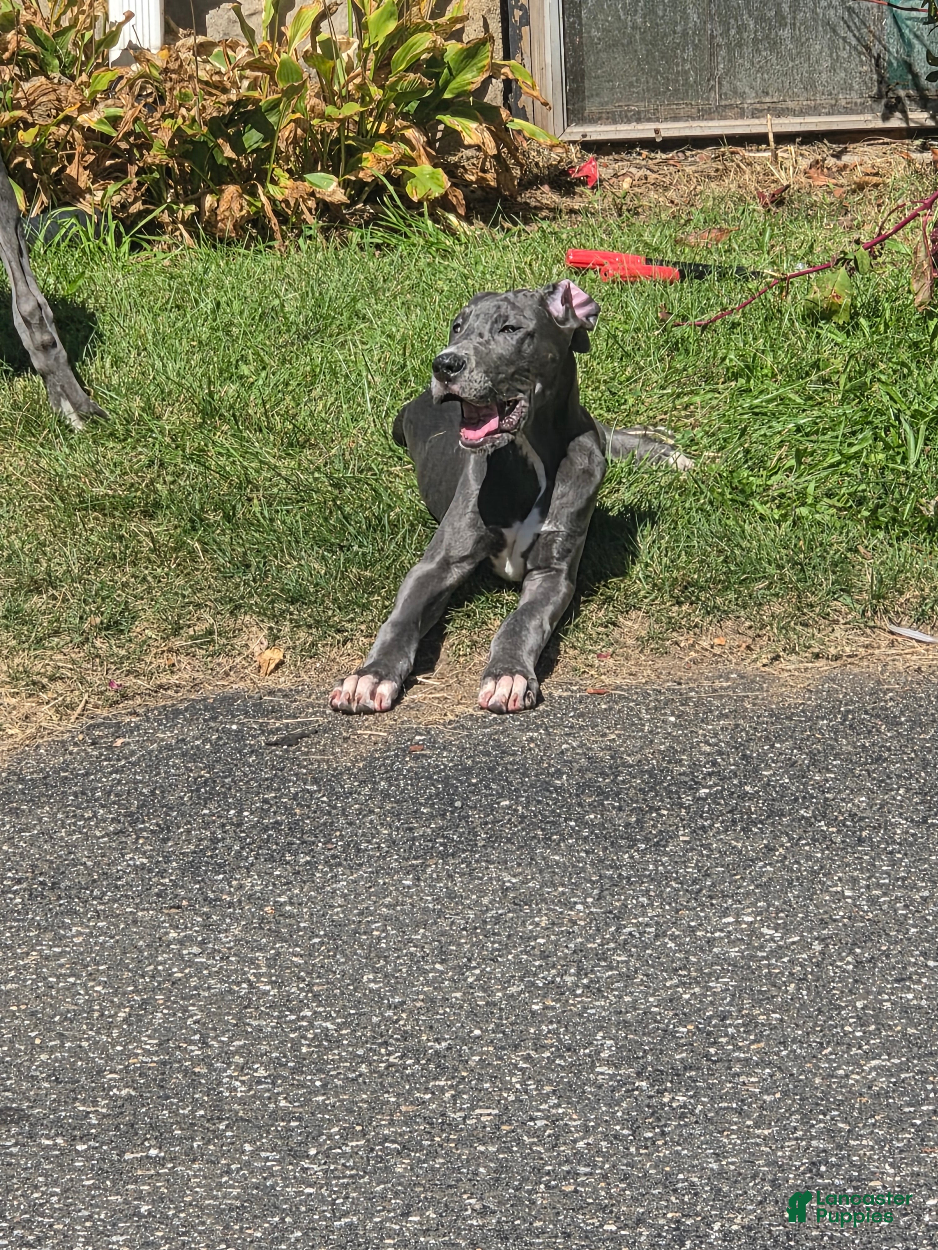 Great Dane dogs Great Dane 7 - Ad 1