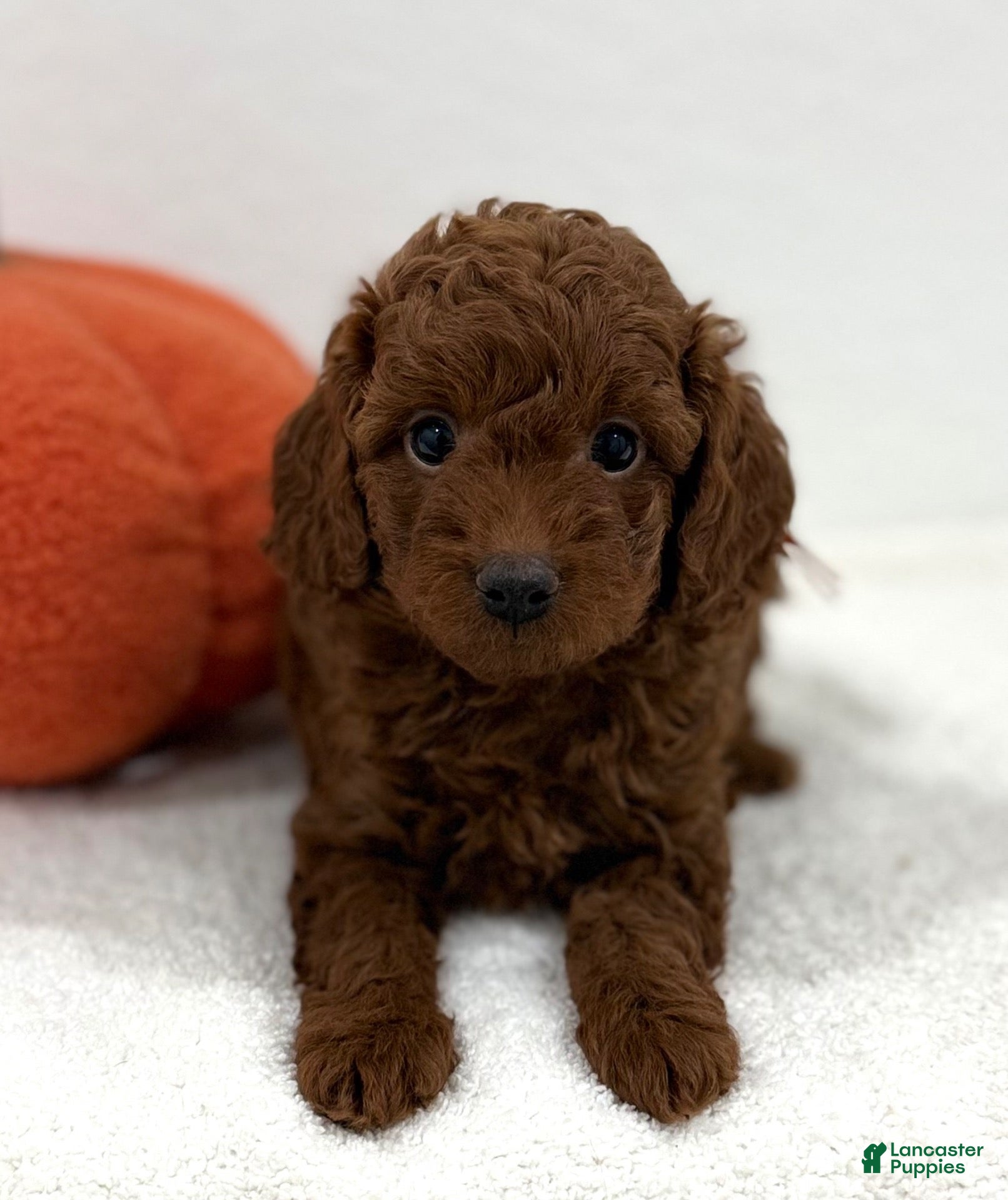 Goldendoodle dogs Orange collar  - Ad 1