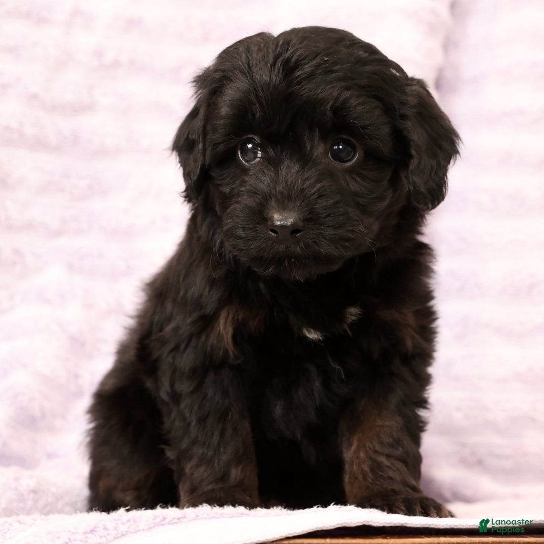 Mini Aussiedoodle dogs for sale: Sadie - Ad 2