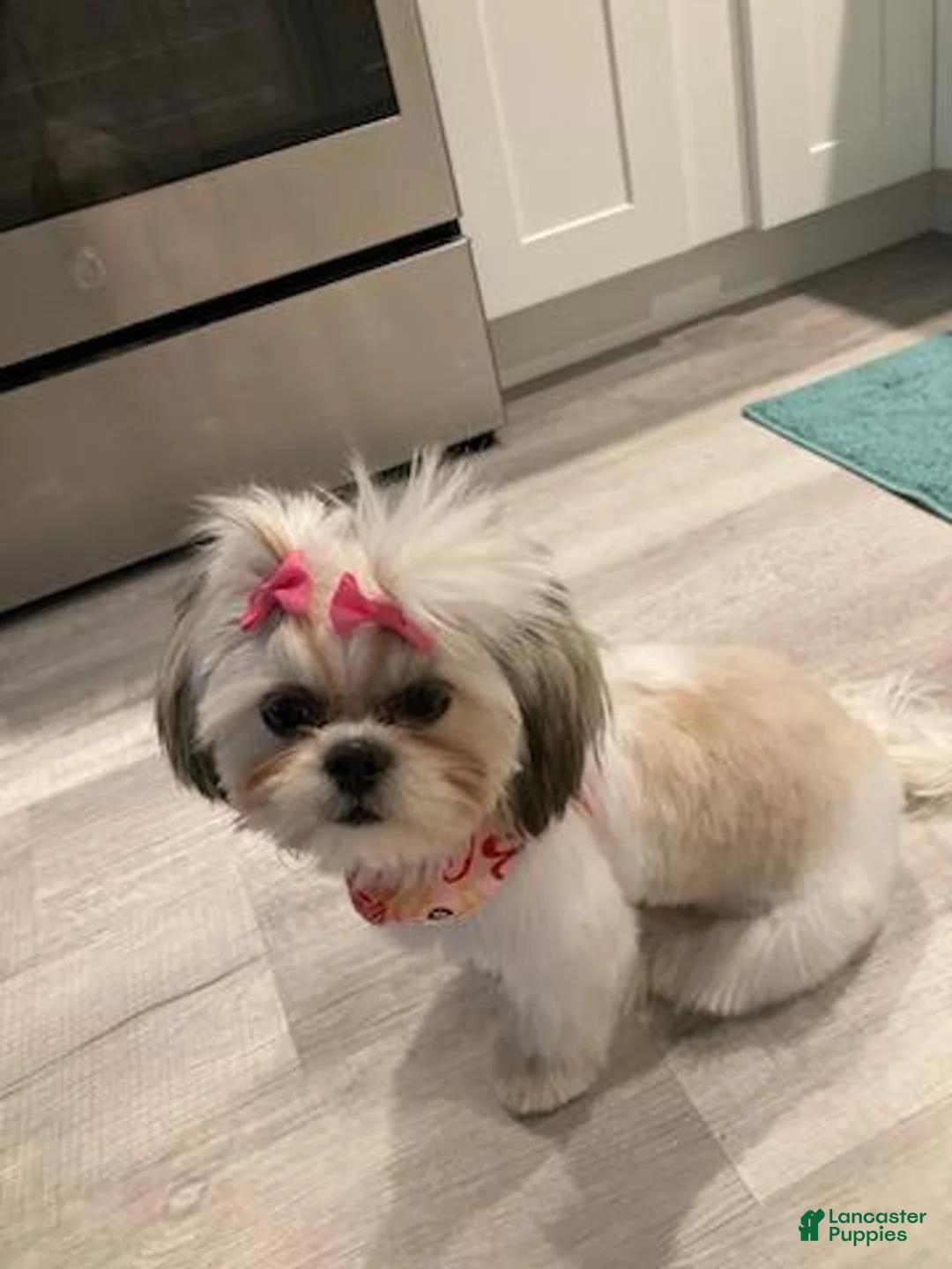 Gallery Image {{count}}