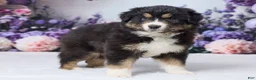 Australian Shepherd dogs for sale: Astro - Ad 5