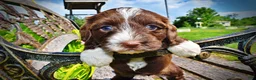 Havapoo dogs for sale: Tootsie - Ad 5
