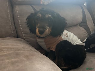 Cavapoo dogs AA - Ad 12